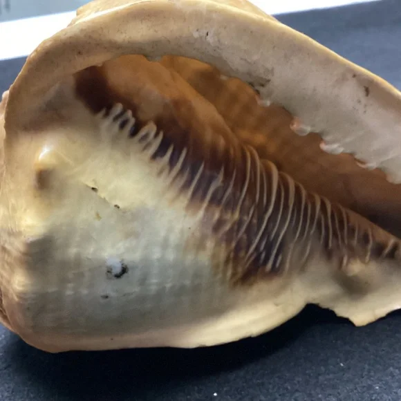 Rare XL Vintage Florida SEA SHELL. HISTORY ARTICLE TOO HELMET SHELL OLD !!! - Picture 3 of 11